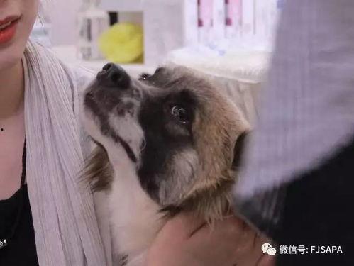 领养在线观看  第3张